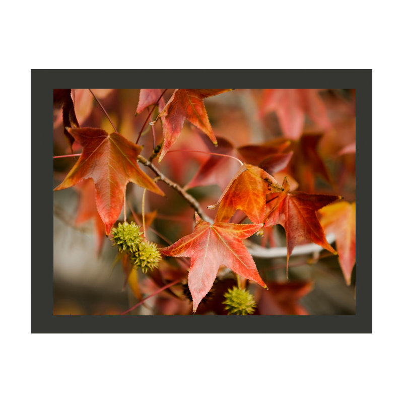 Chestnut 2.70m x 350cm Wallpaper, 350 cm x 270 cm