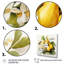 Vibrant Pears, reproduction d'art sur toile-15597079-15597074