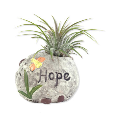 Aspirational Air Plant - Hope - Live Air Plants in Decorative Pots - A Symbol of Serenity and Natural Beauty