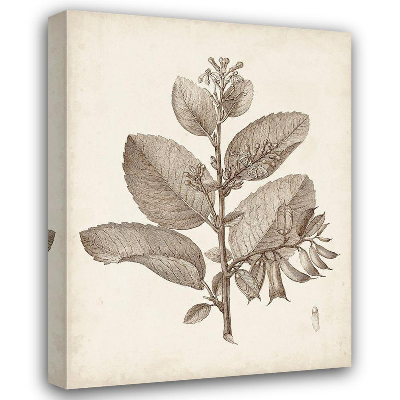 "Antique sépia botanicals V", H 47 po x l 36 po