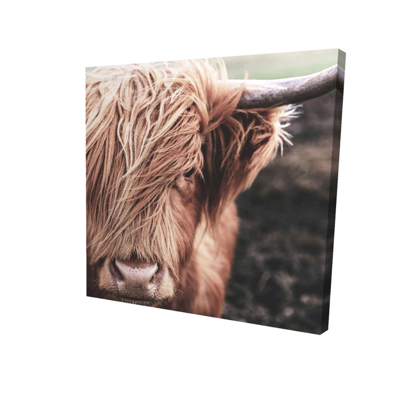 Décor de vache Highland Desatured