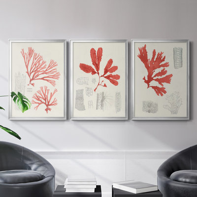 " Vintage Coral Study I " 3 - Pieces Painting Print