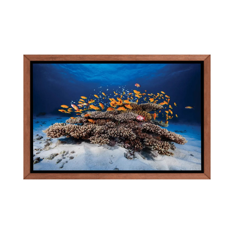 «Marine Life» - reproduction, H 26 po x l 40 po x 1,5 po, Toile avec cadre en bois classique, Pas de tapis