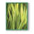 Vert sélectionné
