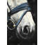 Cheval avec harnais, reproduction sur toile