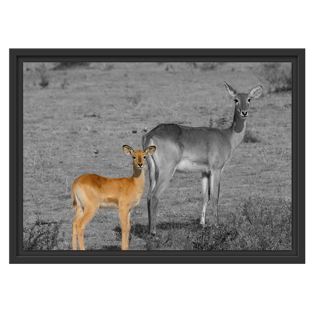 Gerahmtes Wandbild Indische Gazelle mit Jungtier