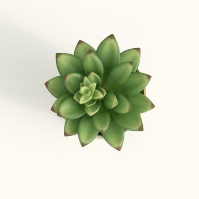 Plante grasse artificielle en pot 2 po
