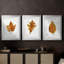 Étude de feuilles d'automne I - Impression sur mesure encadrée de qualité supérieure - 3 pièces-2138241456