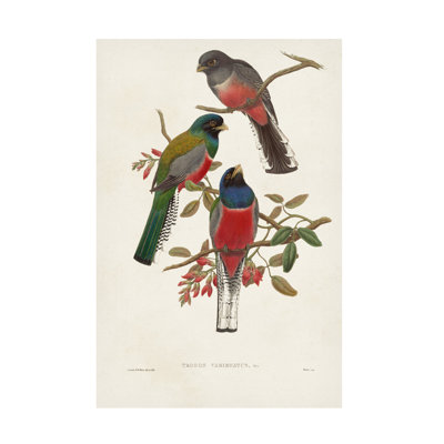 Élégant trogons sur toile par John Gould