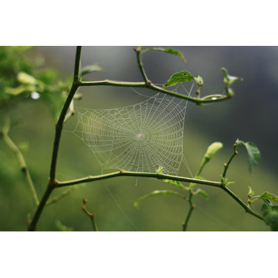 " Spider Webs " by Ozzuboy