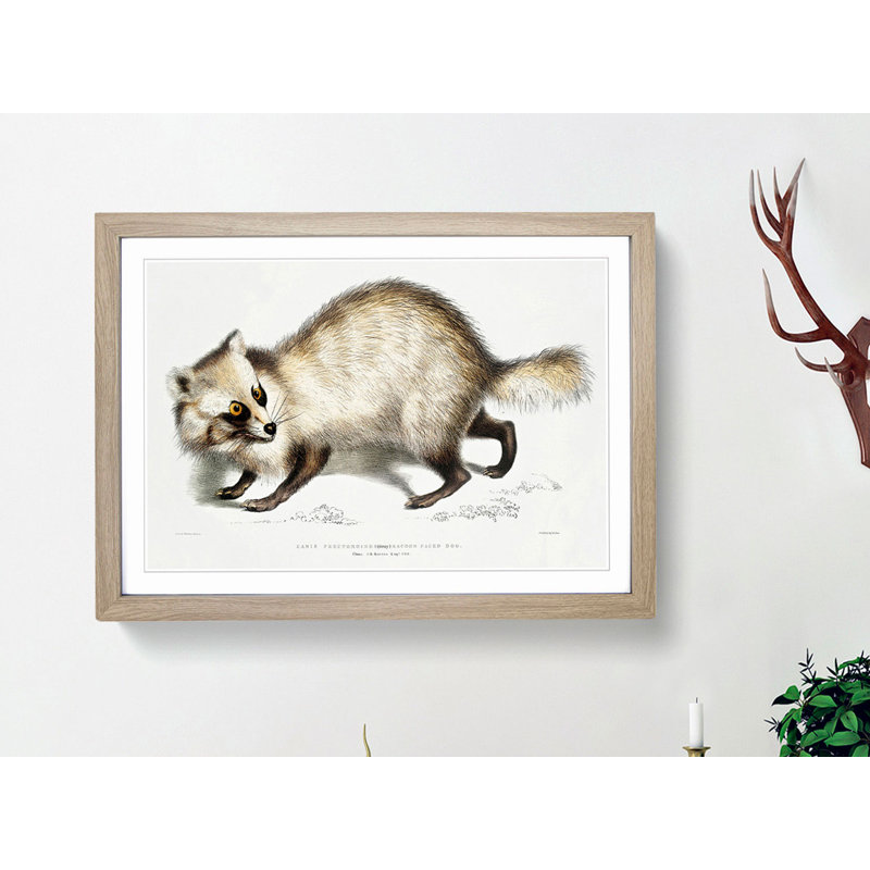 Racoon-Faced Dog by John Edward Gray - Picture Frame Painting Print, Oak, 40cm H x 60cm W x 2cm D