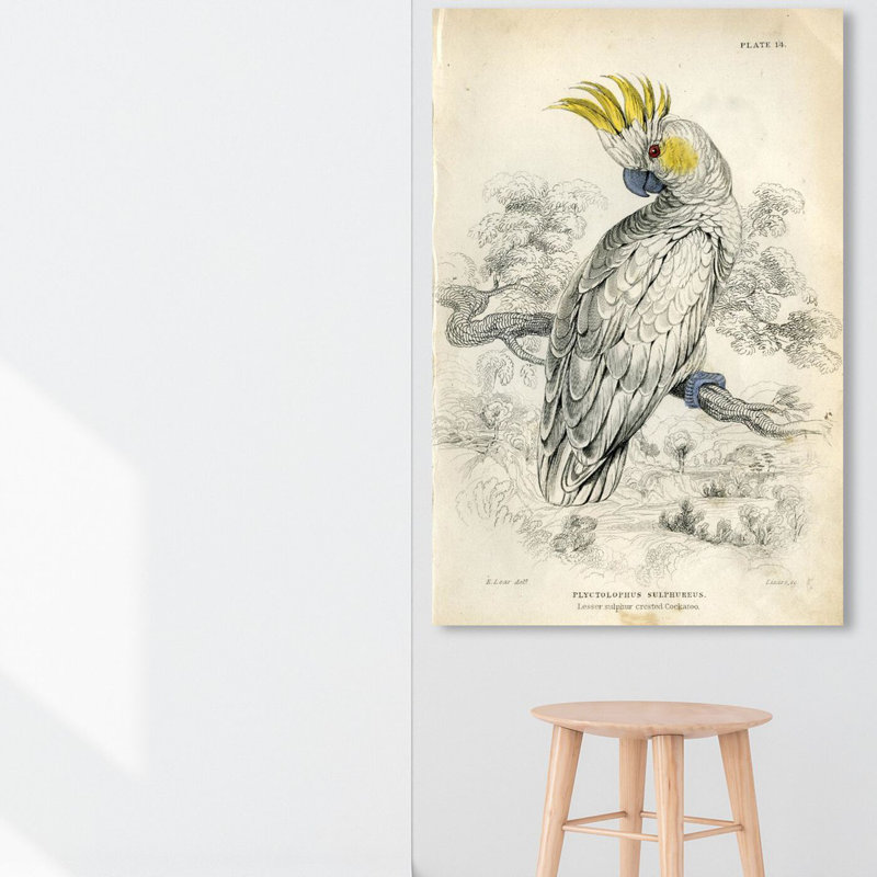 Soufre cacatoès - peinture sur toile tendue, H 24 po x l 16 po
