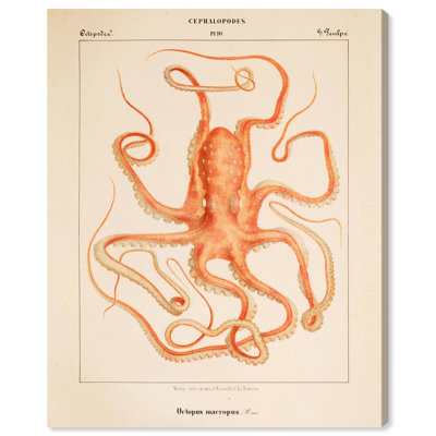 Verany The Octopus 1815 I, impressions sur toile par Art Remedy