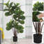 47cm Plant