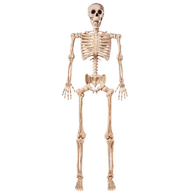 5.6 FT Halloween Posable Life Size Skeleton Full Body Realistic Bones with Movable Joints for Halloween Indoor and Outdoor Decoration