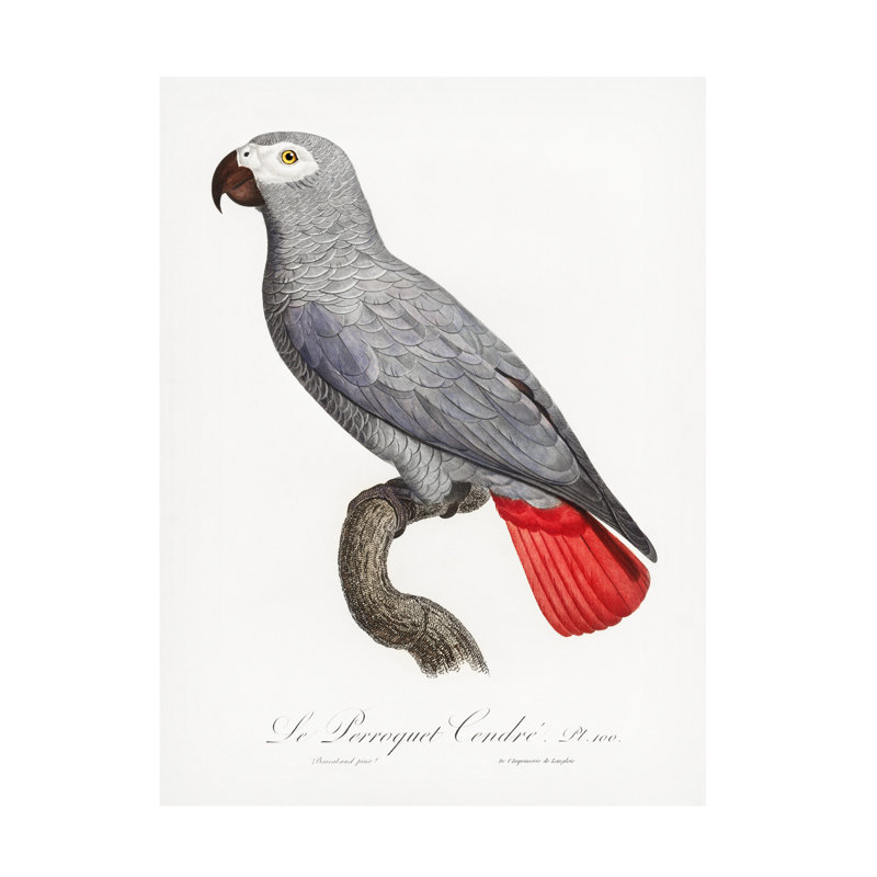 "Levaillant Parrot X" par François Levaillant, reproduction sur toile, H 19 po x l 14 po