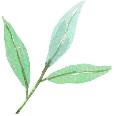 Feuilles de sauge