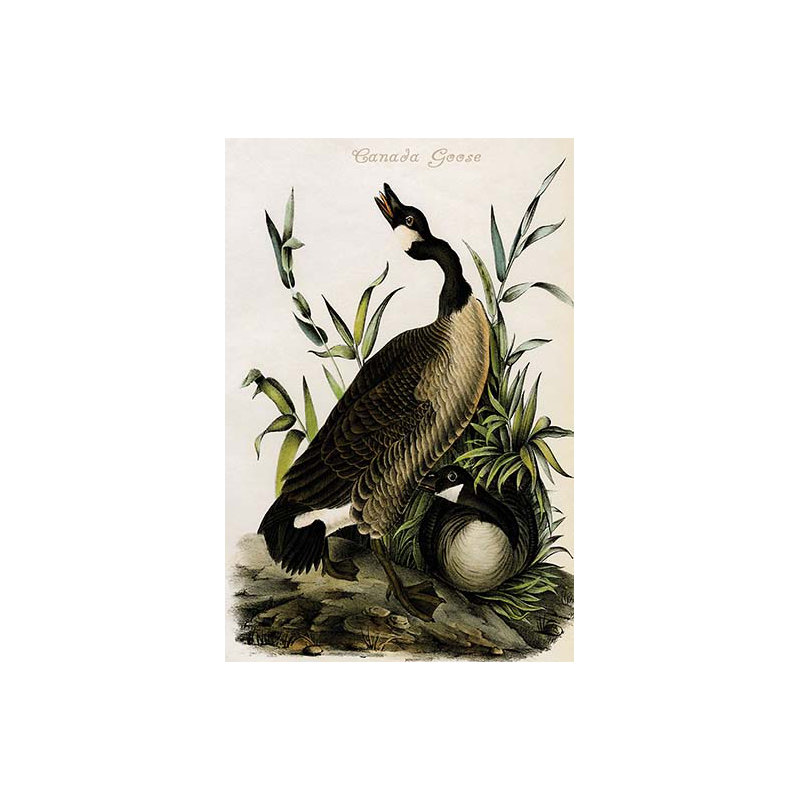 Oie canadienne-impression d’art graphique, H 36 po x l 24 po x P 1,5 po