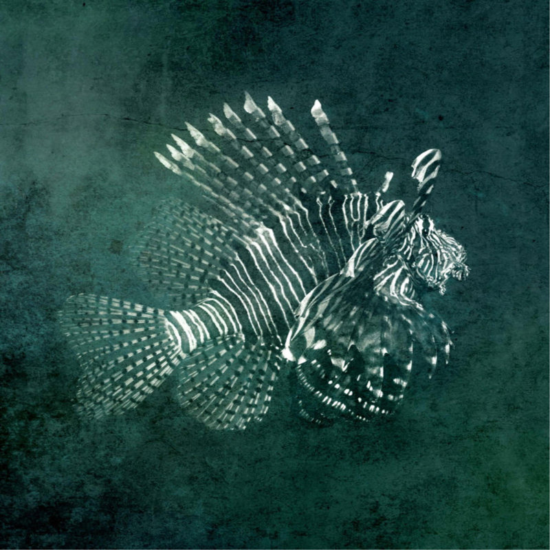 Marine Collection I Print, 36" H x 36" W, Outdoor