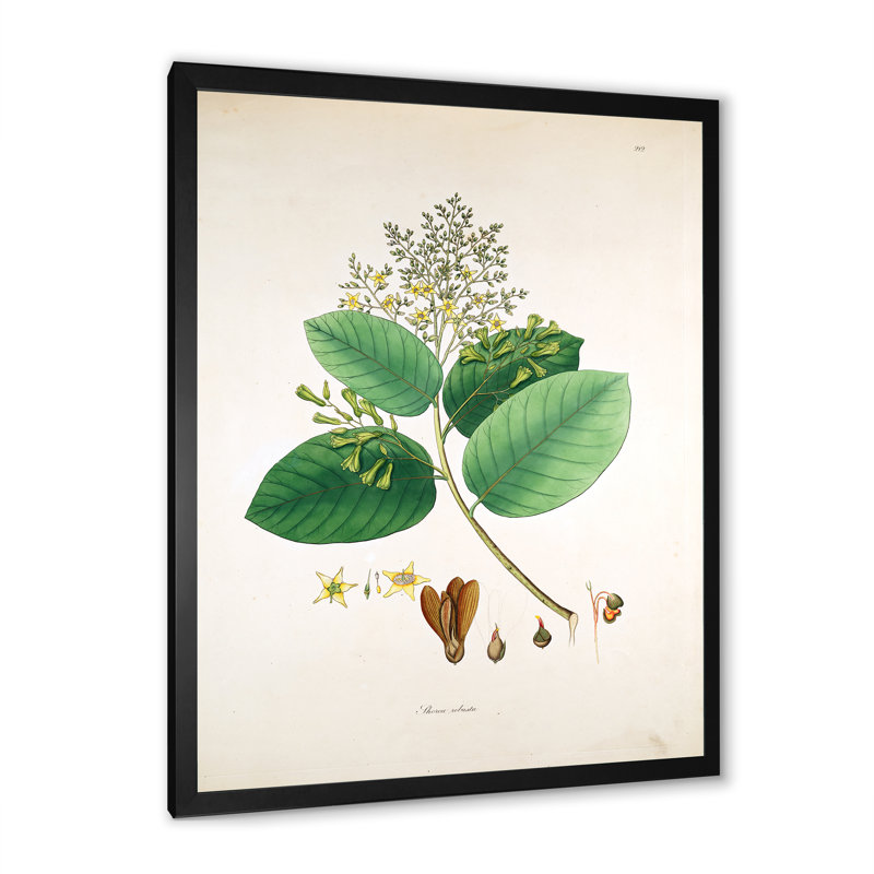 Vintage Botanicals III - peinture sur toile, H 32 po x l 16 po x P 1 po, Cadre photo noir