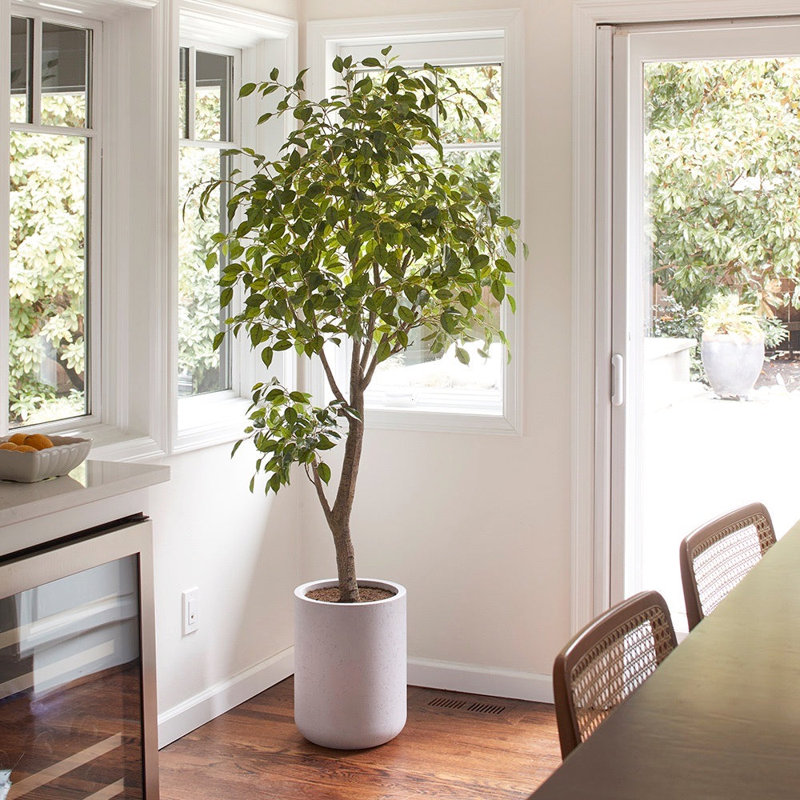 TREE FICUS POT 6.5FT