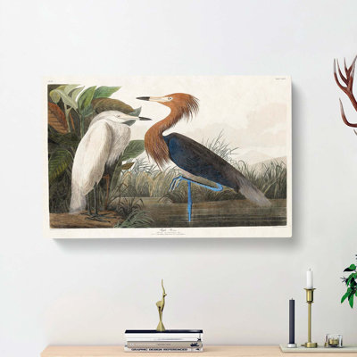 Purple Heron by John Audubon - Wrapped Canvas Print
