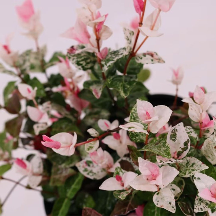 identification - What is this wiry plant with thin leaves and white flowers  that turn pink in spring? - Gardening & Landscaping Stack Exchange