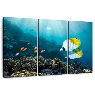 Poisson Brampt près du récif de corail