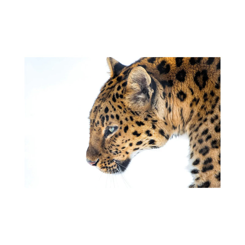 Big Cat by David Gardiner - Wrapped Canvas Print, 20.32cm H x 30.48cm W