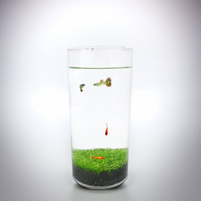 Eco-Container Sealable Acrylic Cylinder Aquarrium Terrarium