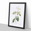 Climbing Rose in White by Pierre-Joseph Redoute - Picture Frame Painting Print-55546047-55546048