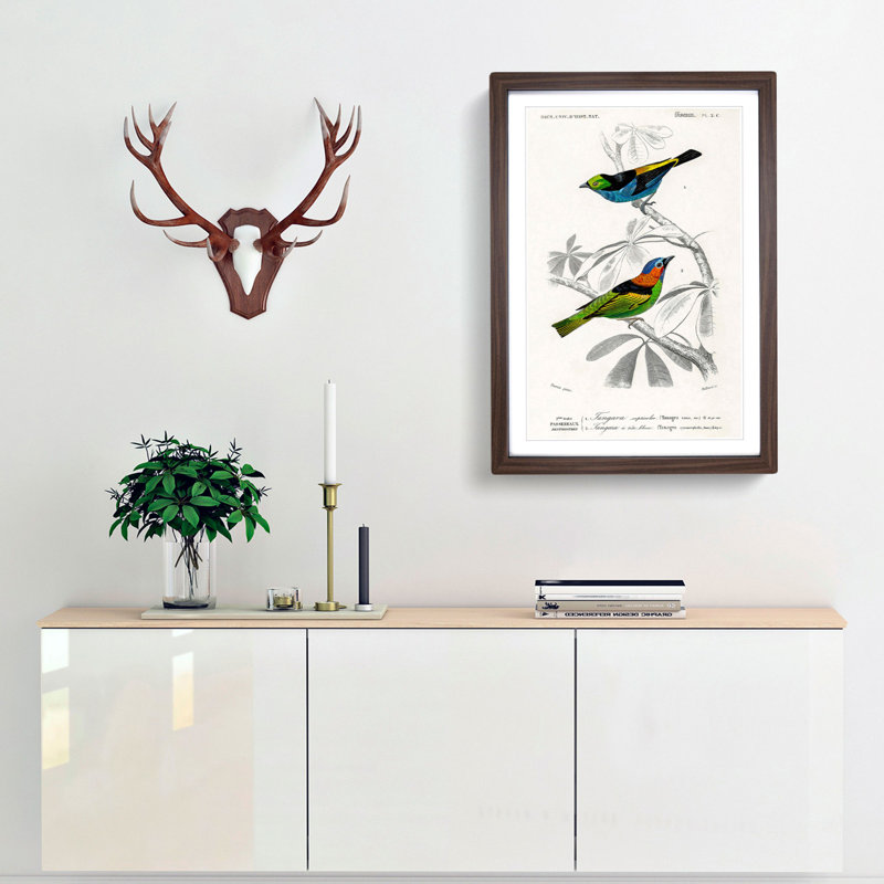 Bird Illustrations PL. 2C by Charles d Orbigny - Framed Print, 33cm H x 24cm W x 2cm D, Walnut Framed