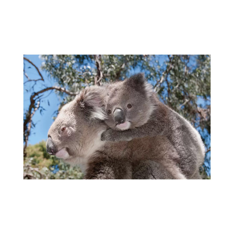 Koala Mother Carrying Young In Gum Tree Forest, Victoria, Australia by Tui De Roy - Wrapped Canvas Gallery-Wrapped Canvas Giclée