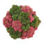 Composition de Sedum dans un pot en fibre de pierre