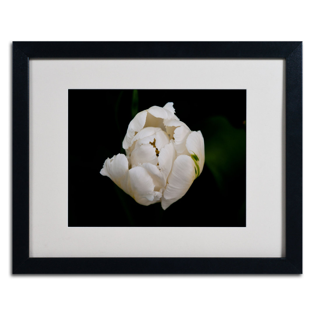"White Parrot Tulip" by Kurt Shaffer Framed Photographic Print Trademark Fine Art Frame 