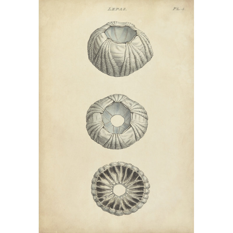 Cylindrical Shells I, 91cm H x 61cm W