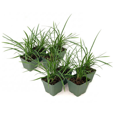4 in. Big Blue Liriope Plant (8-Pack)