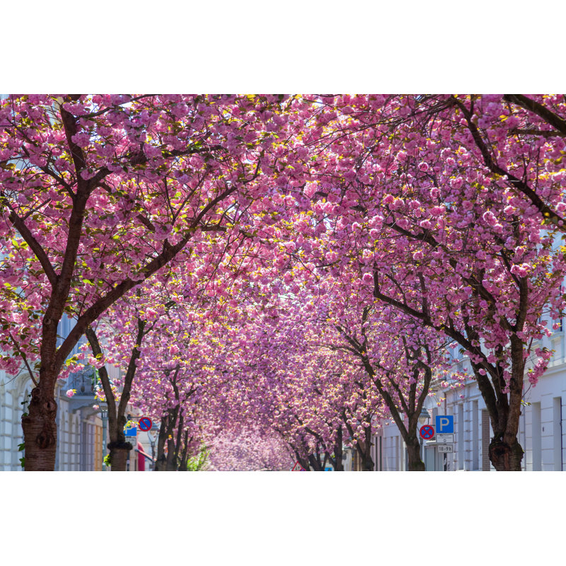 Cherry Blossoms In The Old Town Of Bonn, Germany by Chris-mueller - Wrapped Canvas Print, 30cm H x 46cm W x 3.8cm D
