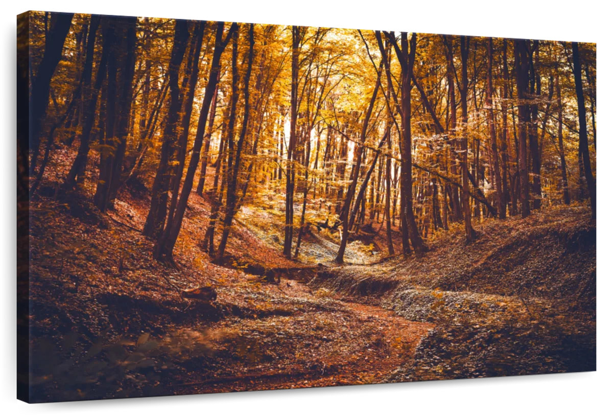 Millwood Pines Alvord Autumn Forest Sunset - Wayfair Canada