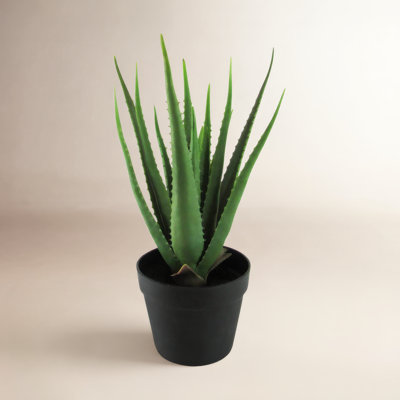 Plant in Pot