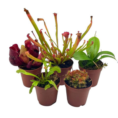 Rotundifolia In 2 Inch Pots