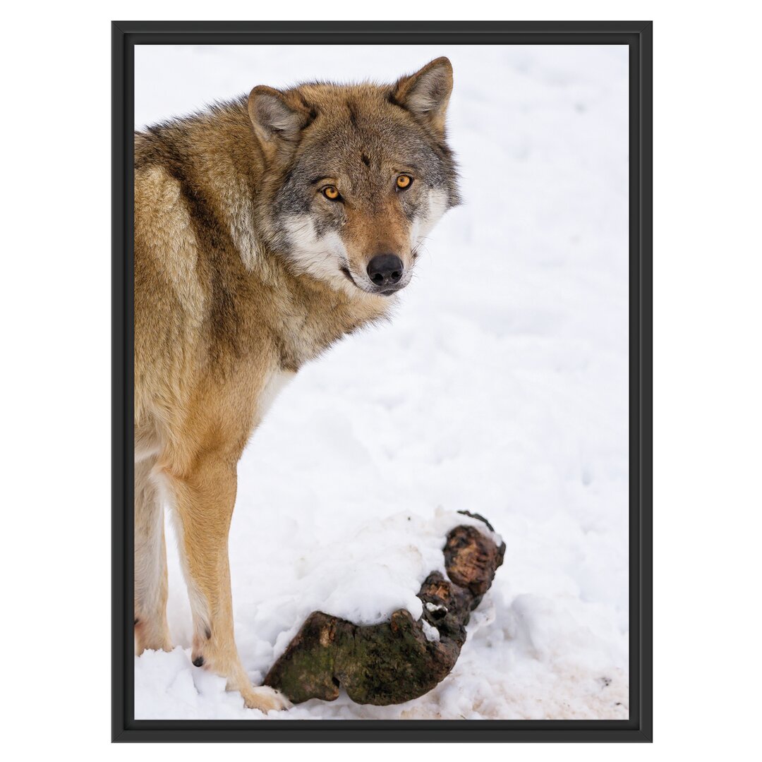 Prächtiger Wolf im Schnee Gerahmter Fotokunstdruck