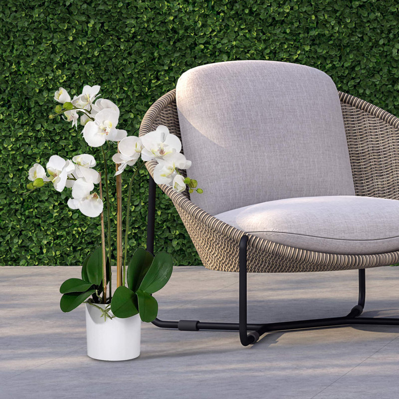 Arrangement floral en pot Keira Orchids