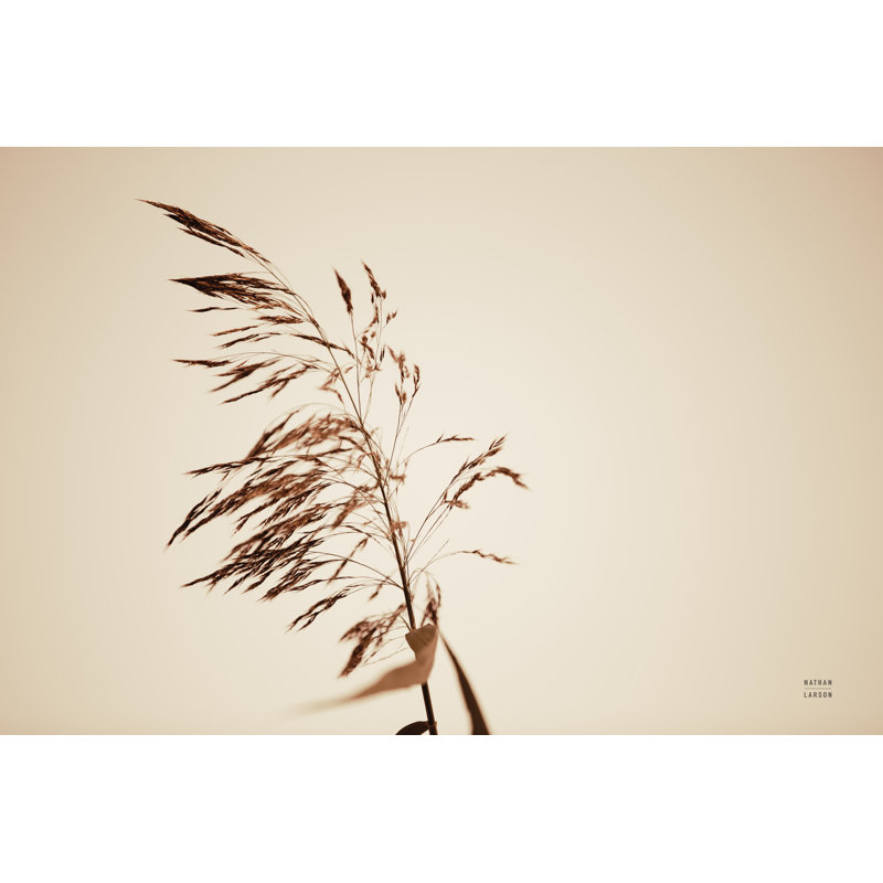 Summer Reeds III by Nathan Larson - Wrapped Canvas Print, 30cm H x 46cm W