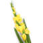 Silk Iris Arrangement-31151100-31151102