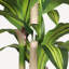 Arbre dracaena artificiel 5 'avec pot en plastique noir