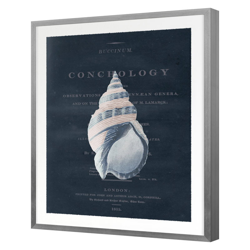 Conchology Buccinum Print by Porter Design