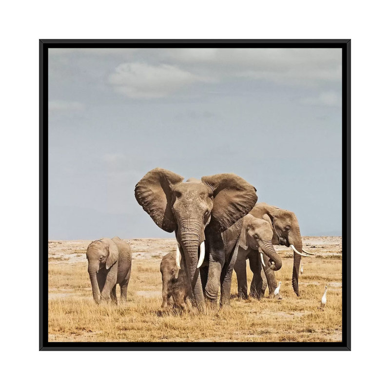 Colour Elephant Herd by Klaus Tiedge - Print on Canvas, 66.04 cm H x 66.04 cm W, Black Framed