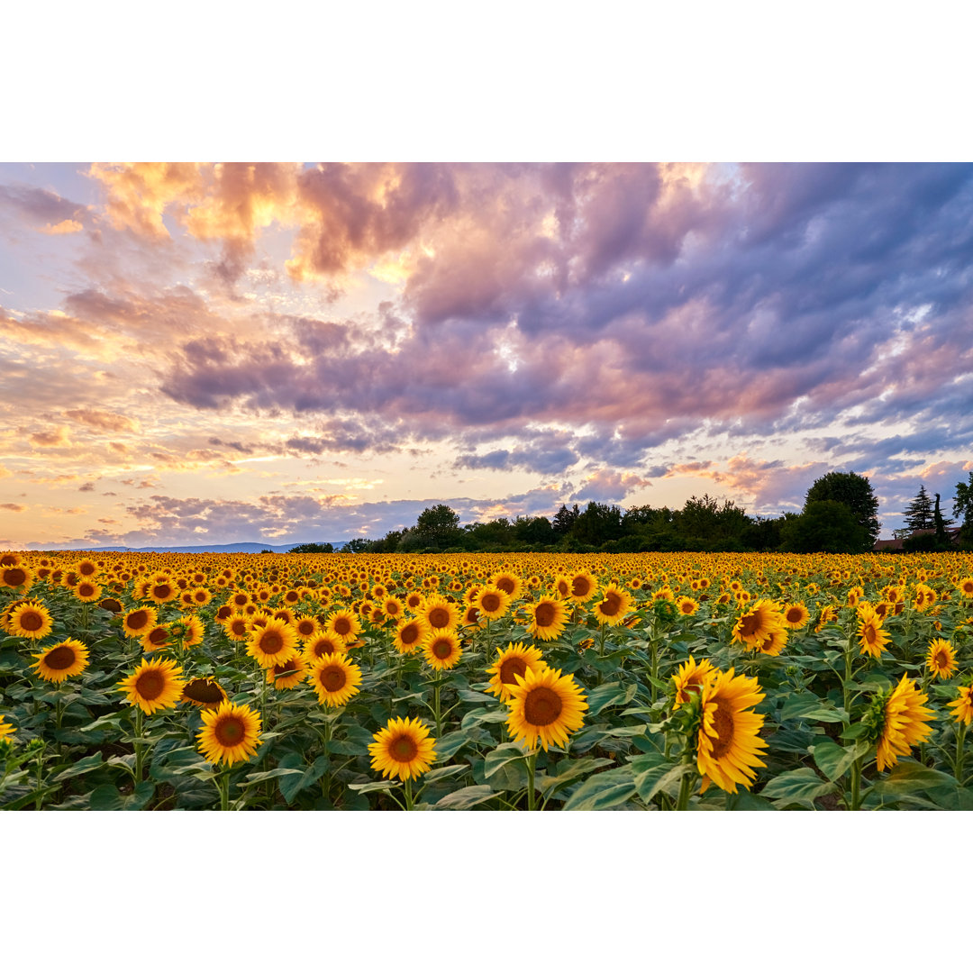 Sonnenblumenfelder bei Sonnenuntergang Himmel von Zorazhuang - Leinwand Kunstdrucke