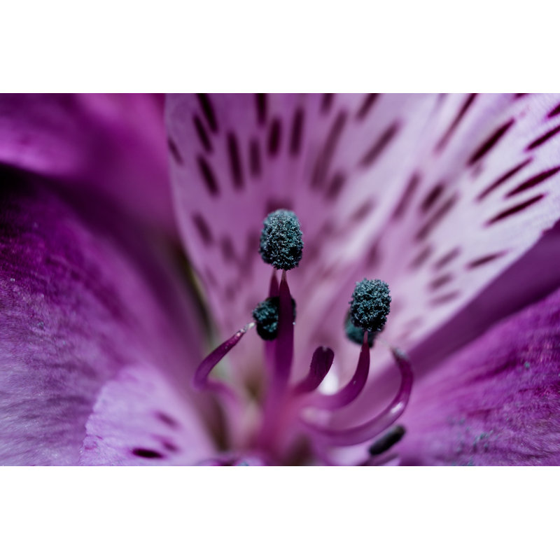 Intérieur mauve, H 28 po x l 39,5 po x P 1,25 po
